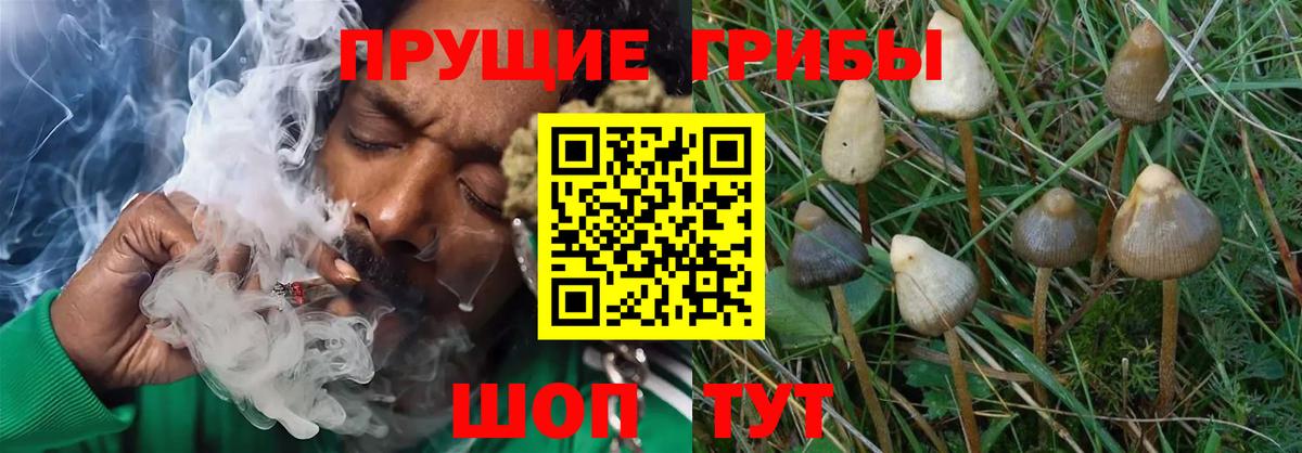 Псилоцибиновые грибы Psilocybine cubensis Крымск